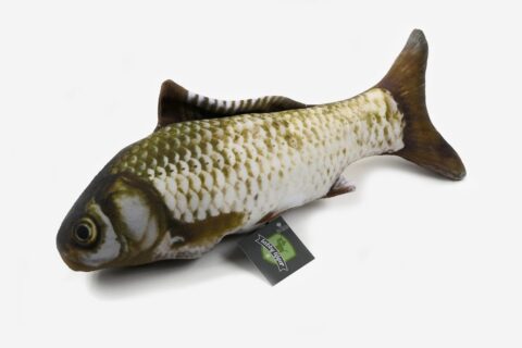 Mélange de carpes et de poissons câlins